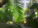 Fern in conservatory. Photograph by Bev Lloyd-Roberts
