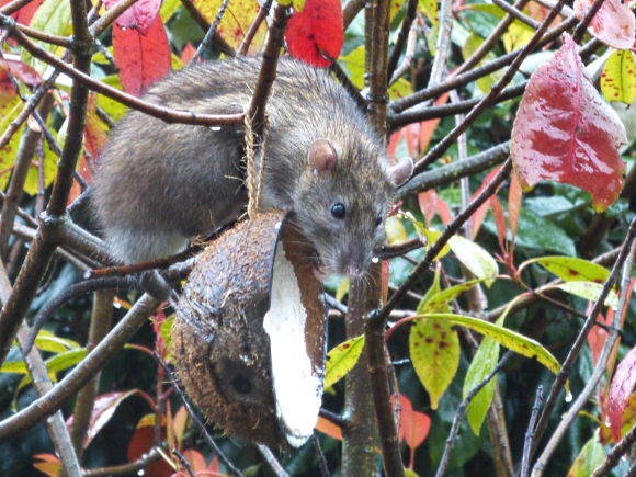 Rat on a bird feeder. Photograph by Graham Soult