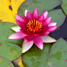 Vignette: Water lily on pond. Photograph by Graham Soult